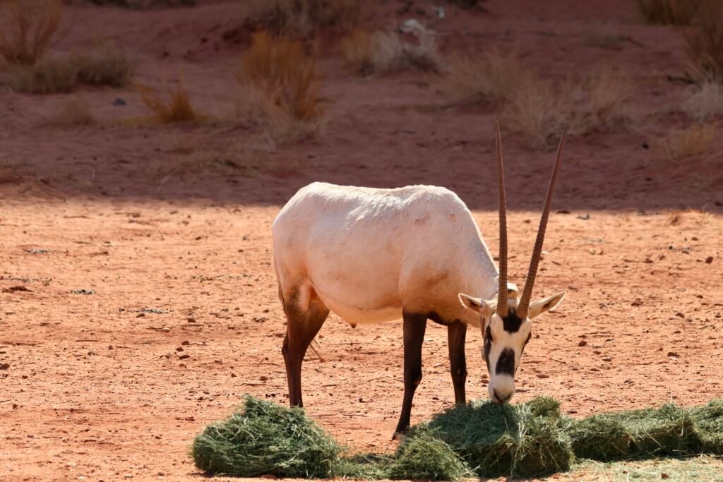 saoedi arabië 2025 11 05 (164)